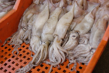 Image showing Squids for sale