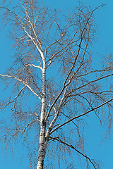 Image showing Beautiful white birch tree  