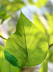 Image showing Beautiful green leaves 