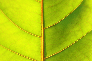 Image showing Beautiful green leaves 