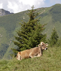 Image showing Cow