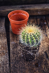 Image showing Beautiful little cactus