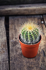Image showing Beautiful little cactus