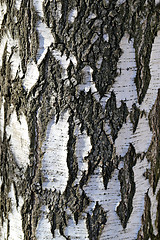 Image showing Beautiful white birch tree  