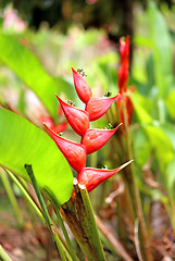 Image showing Beautiful tropical flower 