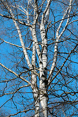 Image showing Beautiful white birch tree  