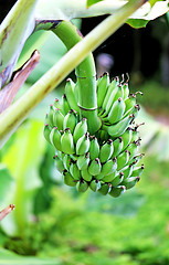 Image showing Bunch of delicious bananas 