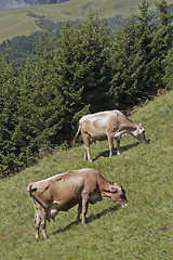 Image showing Pasture