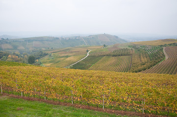 Image showing Wonderful vineyards in Barbaresco piemnto with fog