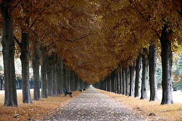 Image showing Autumn landscape, Herrenhauser Allee in Hannover, Germany