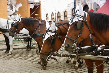 Image showing Horse-driven carriage at Hofburg palace, Vienna, Austria