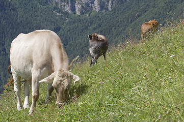 Image showing Pasture