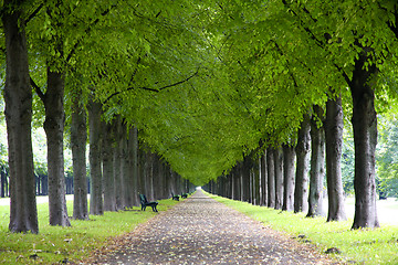 Image showing Autumn landscape, Herrenhauser Allee in Hannover, Germany