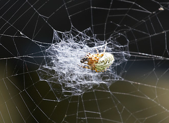 Image showing Spider