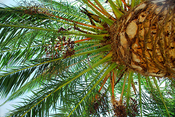 Image showing Palm tree canopy