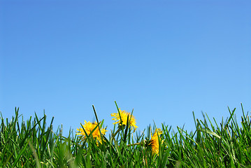 Image showing Grass and sky background