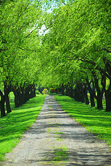 Image showing Green tree lane