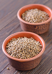 Image showing coriander