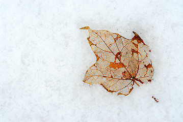 Image showing Leaf on snow