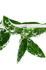 Image showing Green leaves in water