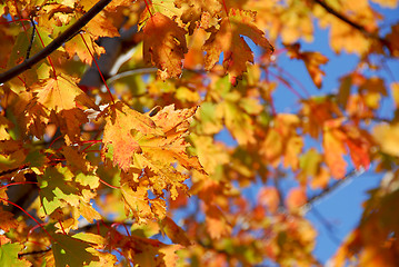 Image showing Fall maple leaves