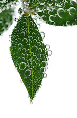 Image showing Green leaves in water