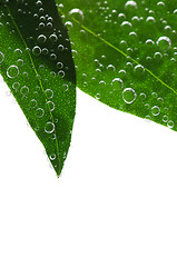 Image showing Green leaves in water