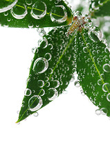 Image showing Green leaves in water