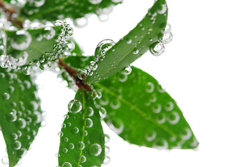 Image showing Green leaves in water