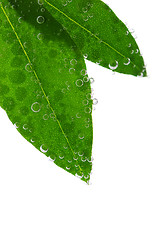 Image showing Green leaves in water