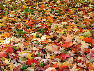 Image showing Fall leaves background