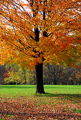 Image showing Maple tree