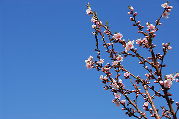 Image showing Blooming peach tree