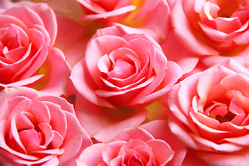 Image showing Pink roses