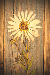 Image showing pressed flower with white petals, herbarium