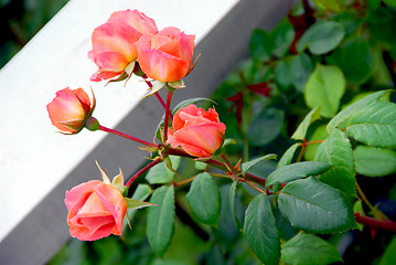 Image showing Pink roses