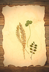 Image showing pressed plant on old paper