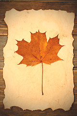 Image showing maple leaf herbarium