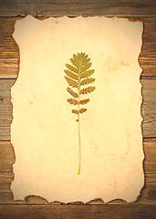 Image showing pressed green summer plant