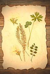 Image showing plants herbarium