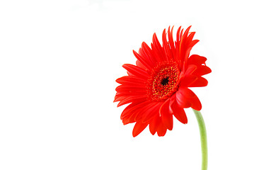 Image showing Red gerbera flower