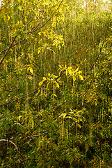 Image showing Rain and sun