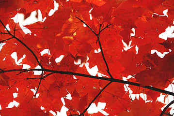 Image showing Red maple leaves