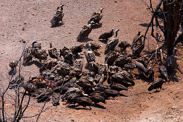 Image showing flock of White backed vulture