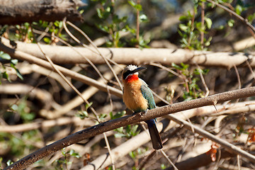 Image showing White fronted Bee-eater on tree