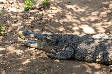 Image showing Portrait of a Nile Crocodile