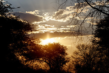 Image showing African sunset with tree in front