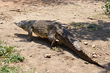 Image showing Portrait of a Nile Crocodile