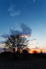 Image showing African sunset with tree in front