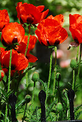 Image showing Island poppies